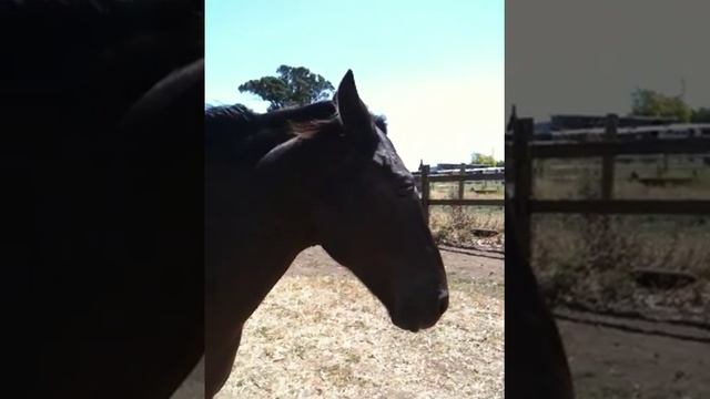 Horse Trainer Tricks Making a Horse look bad or dangerous - Rick Gore Horsemanship смотреть онлайн