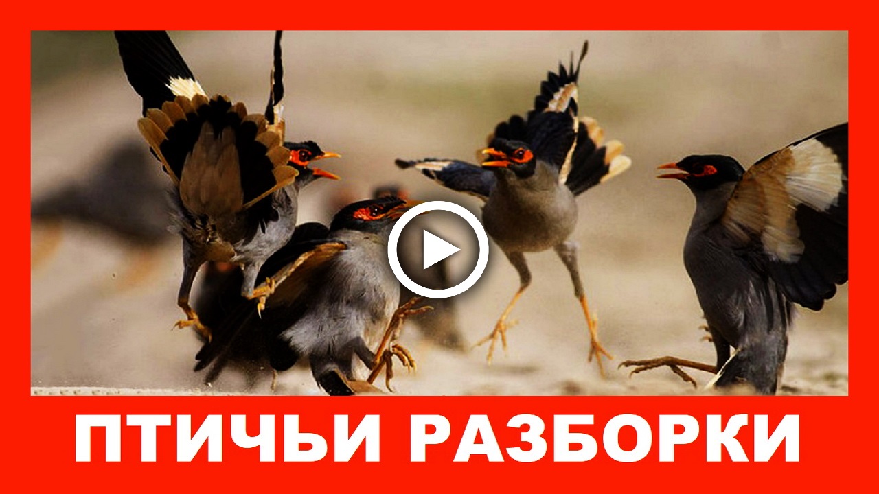 Птичьи разборки. Шумное сборище птиц..mp4 смотреть онлайн