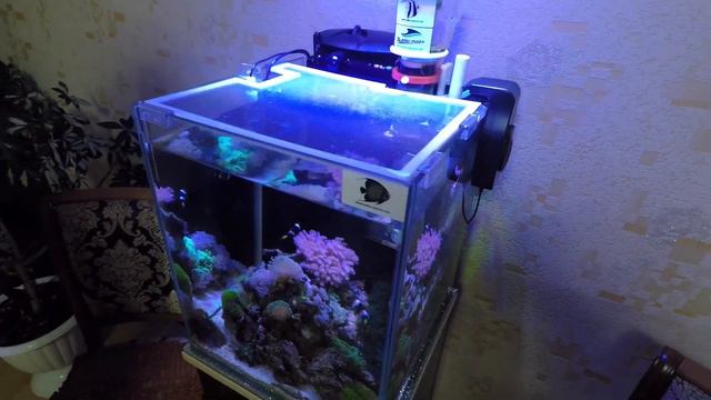 В гостях у морского аквариумиста | Нано-риф смотреть онлайн