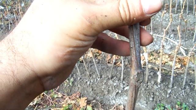 Механизированная выкопка саженцев винограда смотреть онлайн