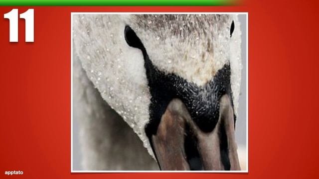 Guess the Animal Quiz #8 - Can You Guess the Animal by Closeup? | Animals Quiz Guessing Game смотреть онлайн