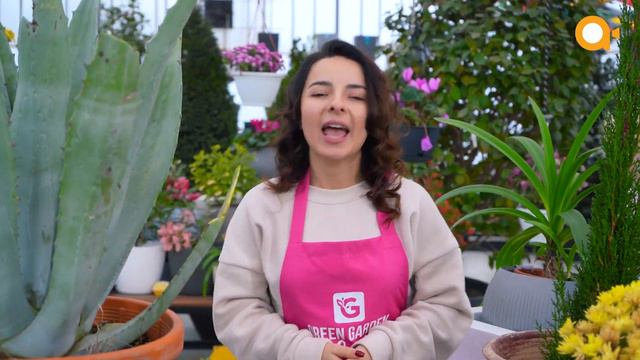 Agave Americana - Amerika Aqavası | Bitki Mətbəxi смотреть онлайн
