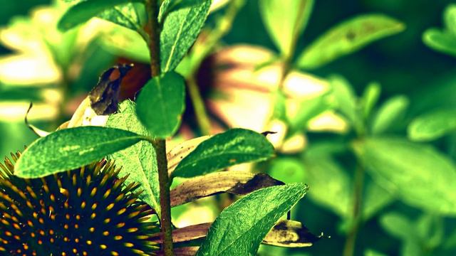 NIKKOR Nikon Z MC 105mm F2.8 VR S  08102024