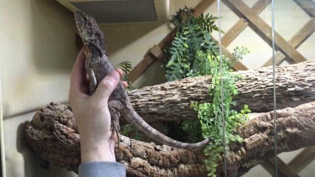 Trio de Chlamydosaurus kingii dans un terrarium Herptek Custom смотреть онлайн