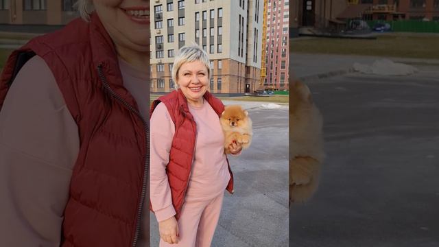 Чудесный малыш ищет свою семью! Скоро 4 месяца, маленький буржуйчик🐻🤗 Питомник Стип Пом/STEEP POM смотреть онлайн