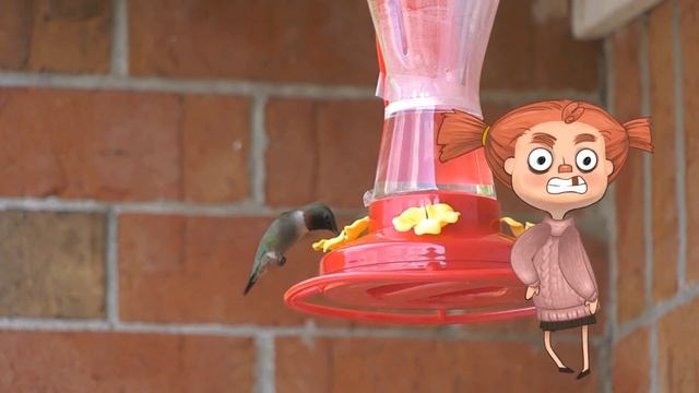 0+ Какие птицы летают задом наперед? Почемучка. Детская энциклопедия. смотреть онлайн