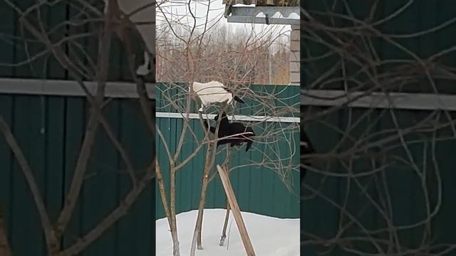 Новый вид синичек смотреть онлайн