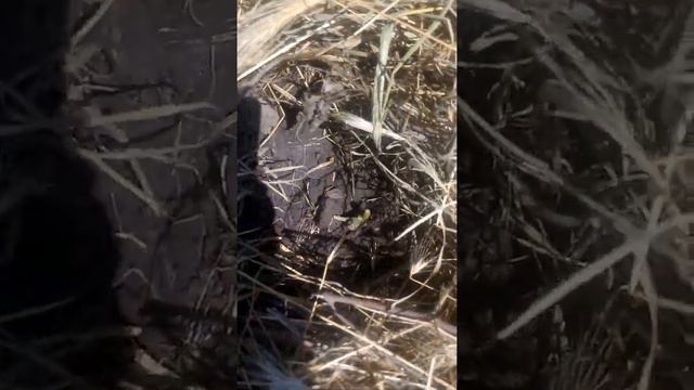 13 июня 2021 г. Осенне -весенние укоренение черенков инжира в открытом грунте смотреть онлайн