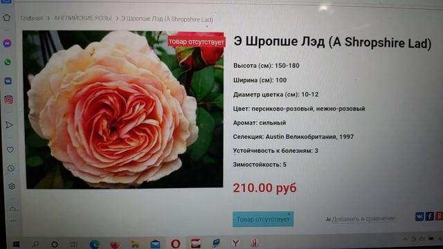 Заказ на весну в питомнике "Розы вдохновения"... не удержалась... ??? смотреть онлайн