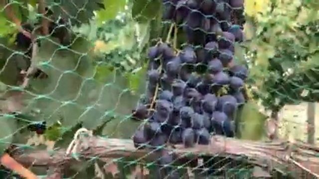 Виноград Иванка (Кишмиш)