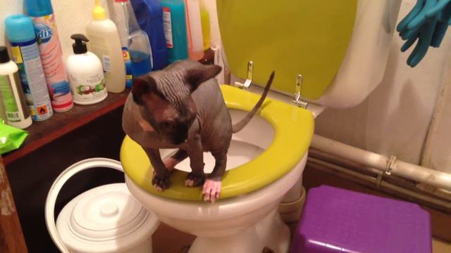 Sphynx on Toilet смотреть онлайн