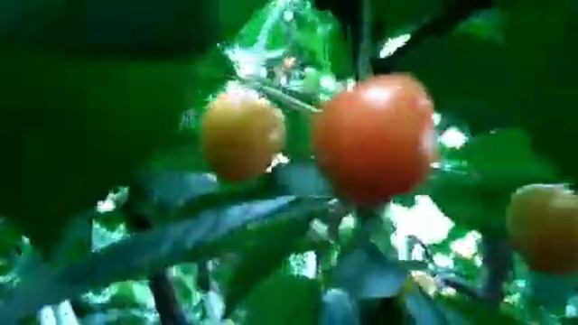 Плодовые кустарники и деревья во дворе. смотреть онлайн