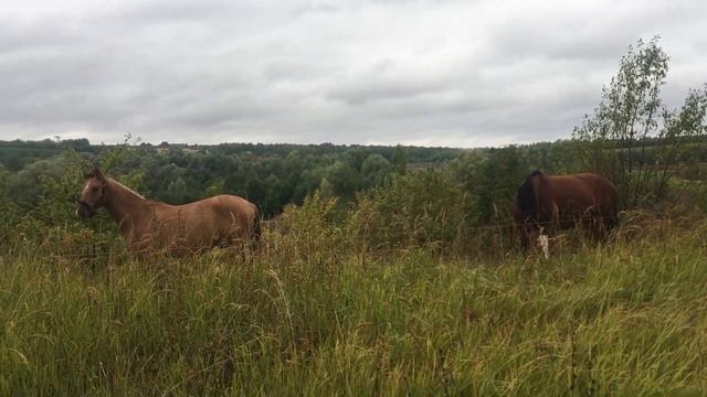 ГРУСТЬ НА ХОЗЯЙСТВЕ! НО МЫ НЕ УНЫВАЕМ. ПРИГОТОВИЛИ ПЛОВ В КАЗАНЕ. ЖИЗНЬ ПРОСТЫХ ЛЮДЕЙ В ДЕРЕВНЕ смотреть онлайн