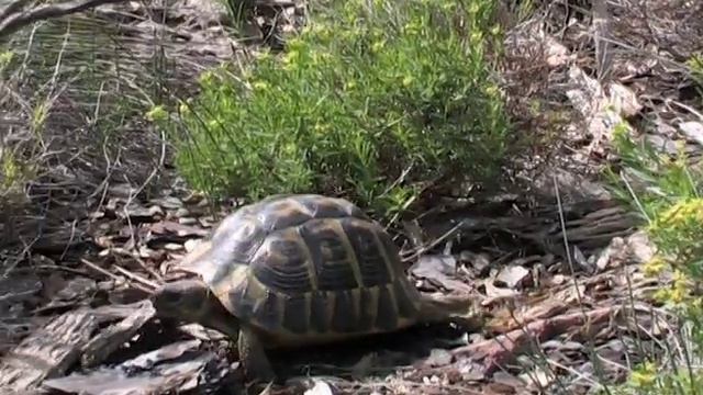 Documentary: The dynamic world of the Zerynthias (Zerynthia rumina & Z. polyxena) смотреть онлайн