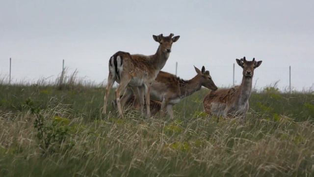 Kulans come back to Tarutino steppe смотреть онлайн