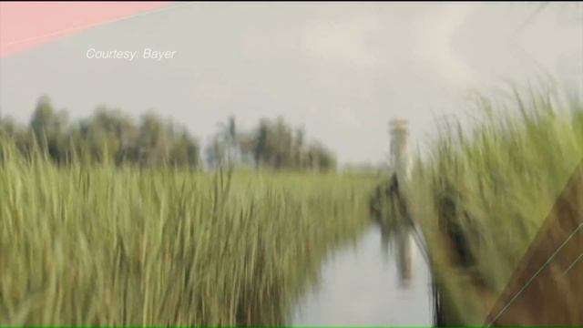 Bayer replaces Monsanto signs during 'Day One' transition смотреть онлайн