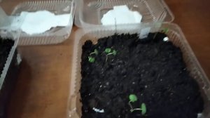 Герань садовая из семян.