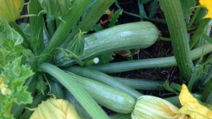 ВЫРАЩИВАНИЕ КАБАЧКОВ И ТЫКВ В МЕШКАХ 2016. От.. и До...:)