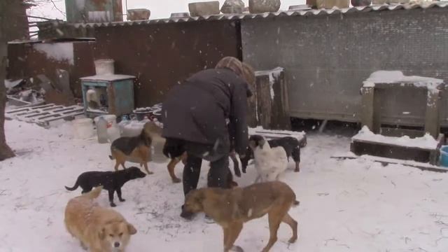 "Фермерская" солома согревает собачек смотреть онлайн