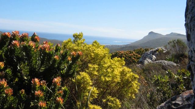 Fynbos | Wikipedia audio article смотреть онлайн