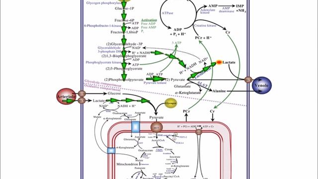 ЛАКТАТ - ДРУГ ИЛИ ВРАГ?