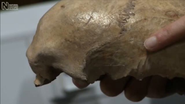 Древнейшие чаши из человеческих черепов сделаны в Британии смотреть онлайн