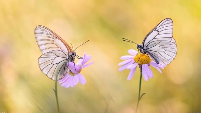 Докажи себе что ты хороший Елена Ушанкова. Обратная связь участнику коучинга Распаковка Личности. смотреть онлайн
