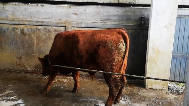 bakrid 2021 curepipe смотреть онлайн