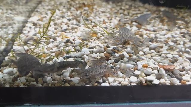 ЛЯГУШКА КАРЛИКОВАЯ АКВАРИУМНАЯ. Hymenochirus boettgeri смотреть онлайн