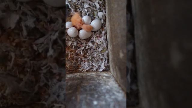 Появление на свет неразлучника фишер смотреть онлайн