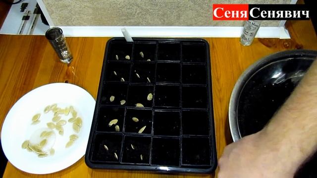 ЩО ПРОДАЮ ЛЮДЯМ! перевіряю своє власне гарбузове насіння на всходи смотреть онлайн
