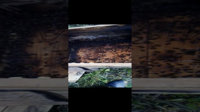Переселения роя из ловушки в Улей (7) смотреть онлайн
