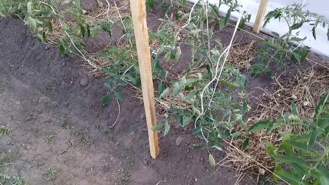 ШПАЛЕРА для ИНДЕТЕРМИНАНТНЫХ томатов смотреть онлайн