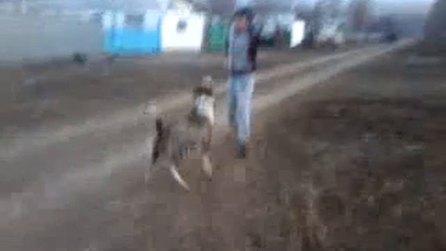 Питбуль из талдыкоргана смотреть онлайн