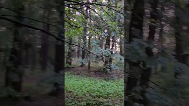 Лес, птички поют