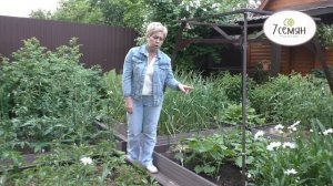 КАК УХАЖИВАТЬ ЗА ОГУРЦАМИ ТАК, ЧТОБЫ ПОЛУЧИТь ОТЛИЧНЫЙ УРОЖАЙ + РЕЦЕПТ ЗЕЛЕНОГО УДОБРЕНИЯ!