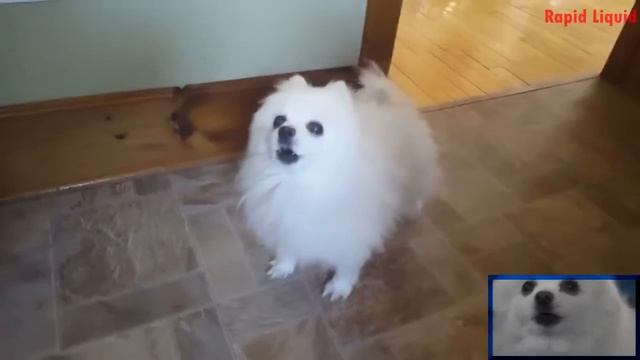 Зеленый человек танцует, собачка смотреть онлайн