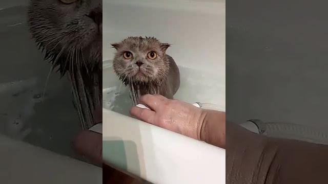 ВЫ ДОЛЖНЫ СМОТРЕТЬ. КОТТ ШОТЛАНДСКАЯ КОРОТКАЯ ВОЛОСА ДЕЙСТВУЕТ, КАК МАКА, КОГДА ПОЛУЧАЕТ ВАННУ смотреть онлайн