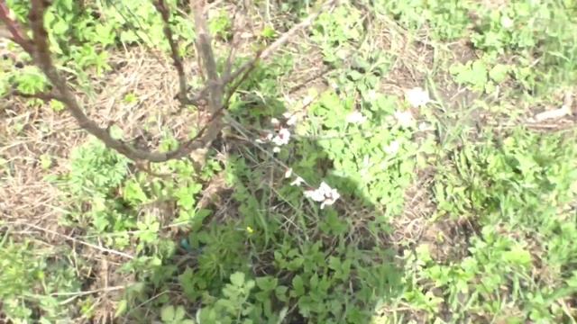 Абрикосы привитые на сливу весна смотреть онлайн