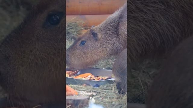 Семья капибар Ленинградского зоопарка смотреть онлайн