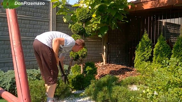 Cutting Thuja occidentalis „Emerald Green”Arborvitae into balls.Formowanie tui szmaragd w kule. смотреть онлайн