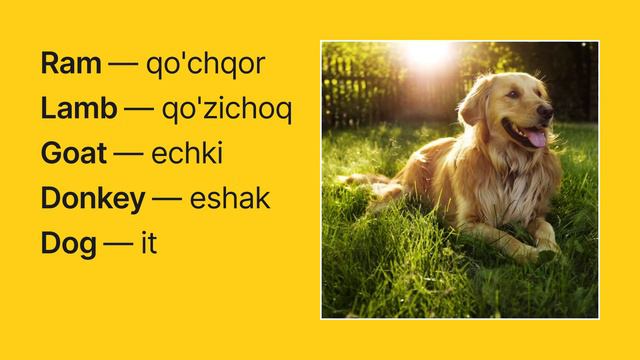 Ingliz Tilida — Uy Hayvonlari O'qilishi Va Tarjimasi | Lug'at #ingliz #lug'at