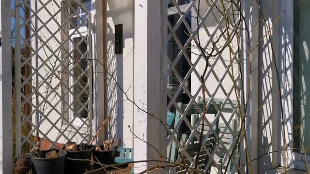 Плетистые розы без шипов. Вартбург и Гислен де Фелигонд смотреть онлайн