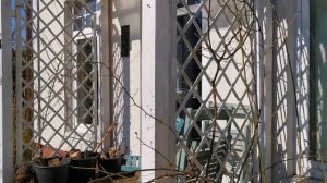 Плетистые розы без шипов. Вартбург и Гислен де Фелигонд