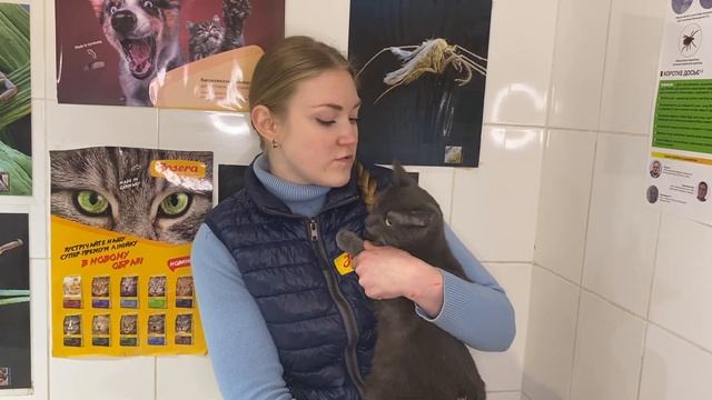 Как приучить уличного кота к лотку? Основные методы. Советы Ветеринарного Врача. смотреть онлайн