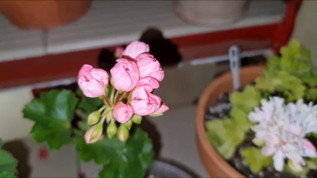 Цветение сортовых пеларгоний Caramel Red, ЛиА Адажио Дропс, Noel, Vectis Sparkler др., ноябрь 2021 смотреть онлайн