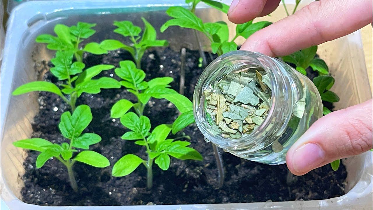 Пару капель под ЛЮБУЮ РАССАДУ и она станет крепышом! Полейте и через пару дней не узнаете растения! смотреть онлайн