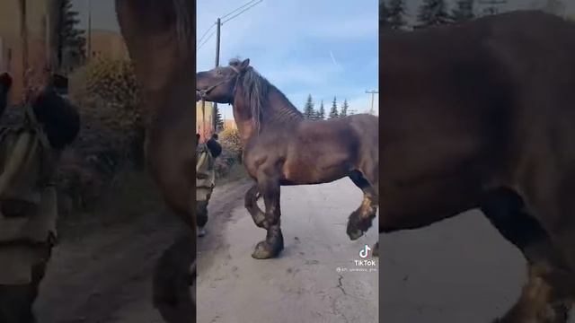 Тяжеловоз) #лошади #тяжеловозы пишите ещё породы лошадей смотреть онлайн