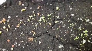 уход за сеянцами кактусов