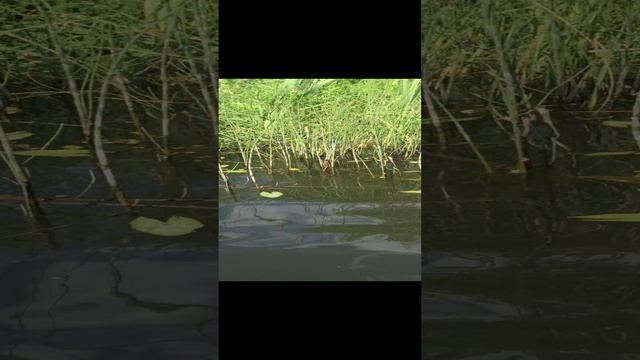 Жара! Купание в дачном пруду в Подмосковье/Лето 2022 смотреть онлайн